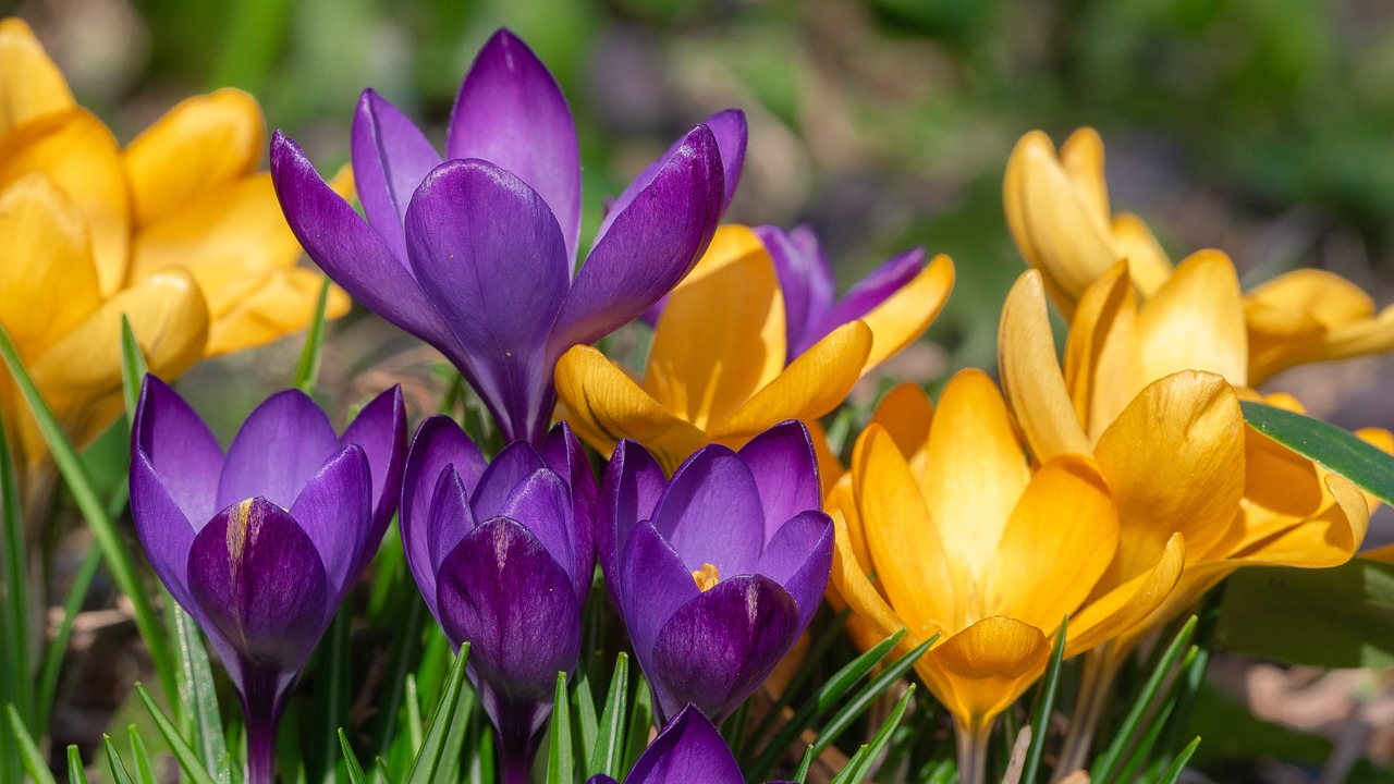 flower  crocus  spring free photo