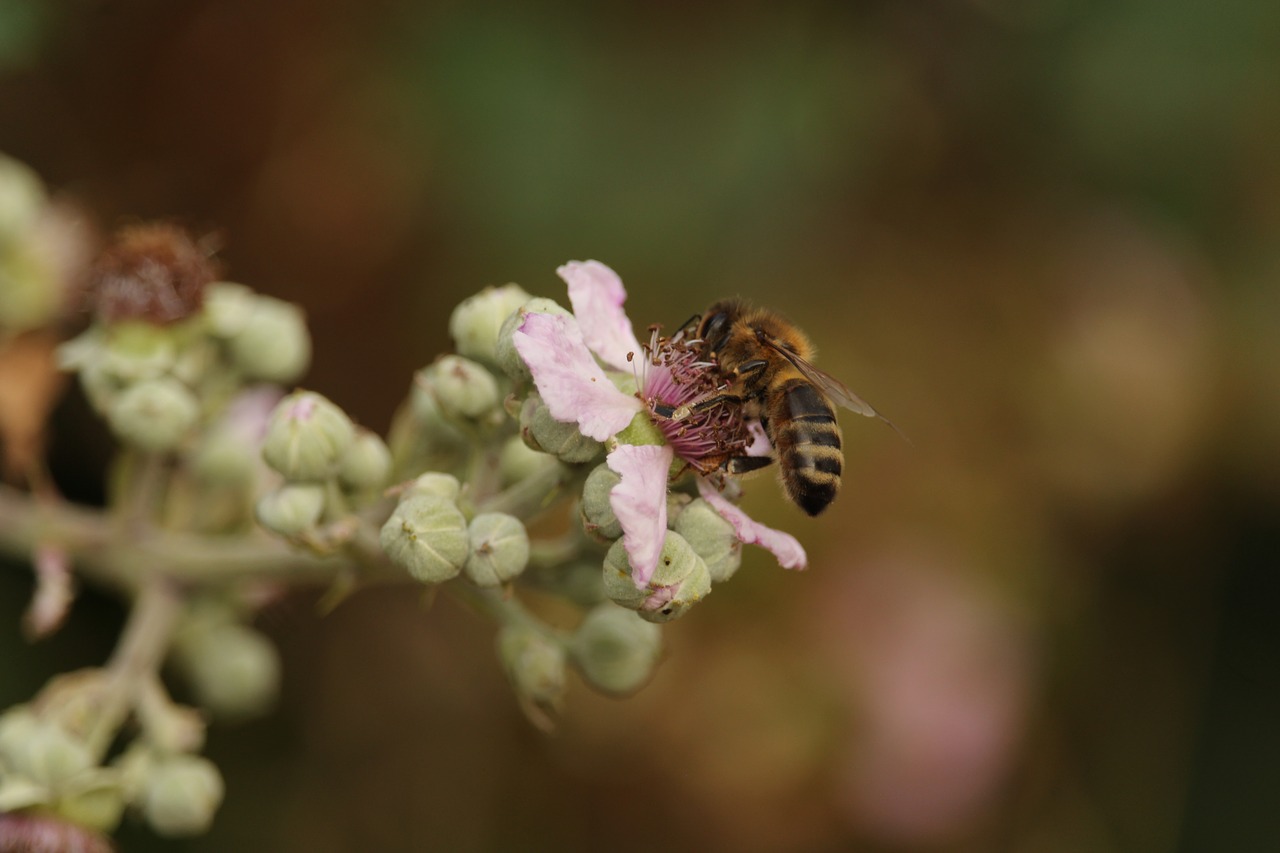 flower  uk  insect free photo