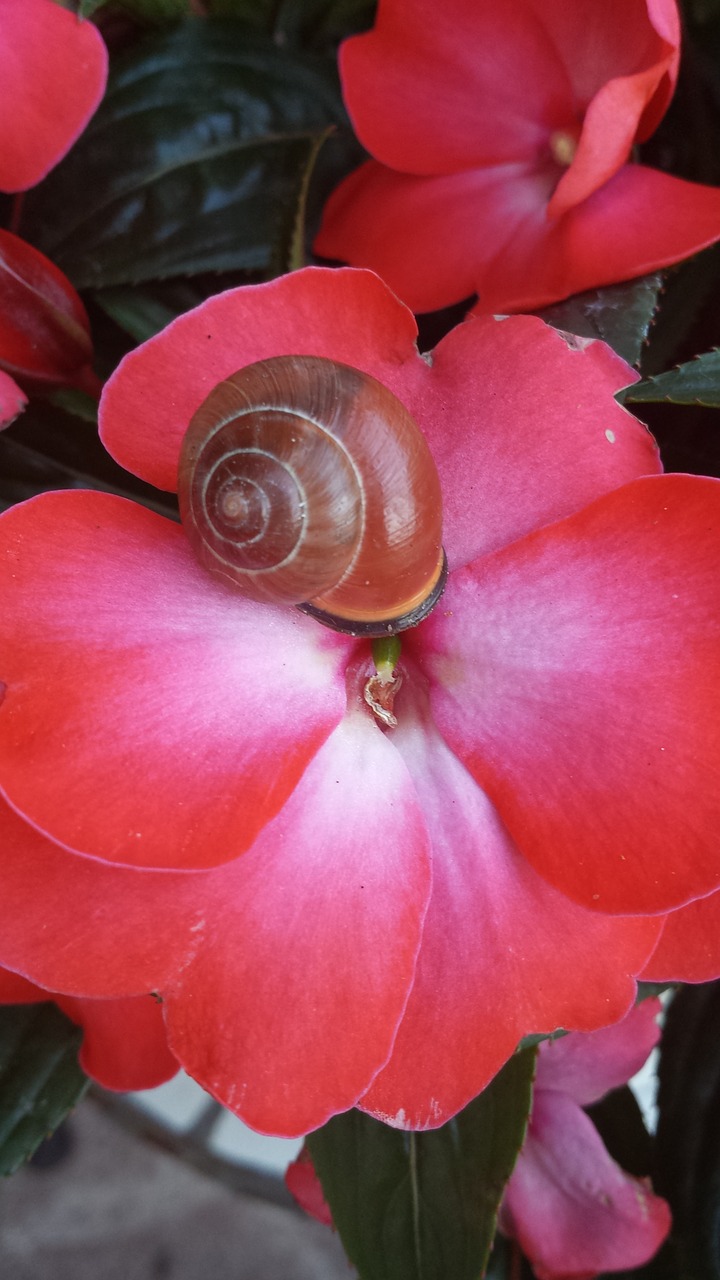 flower snail out free photo