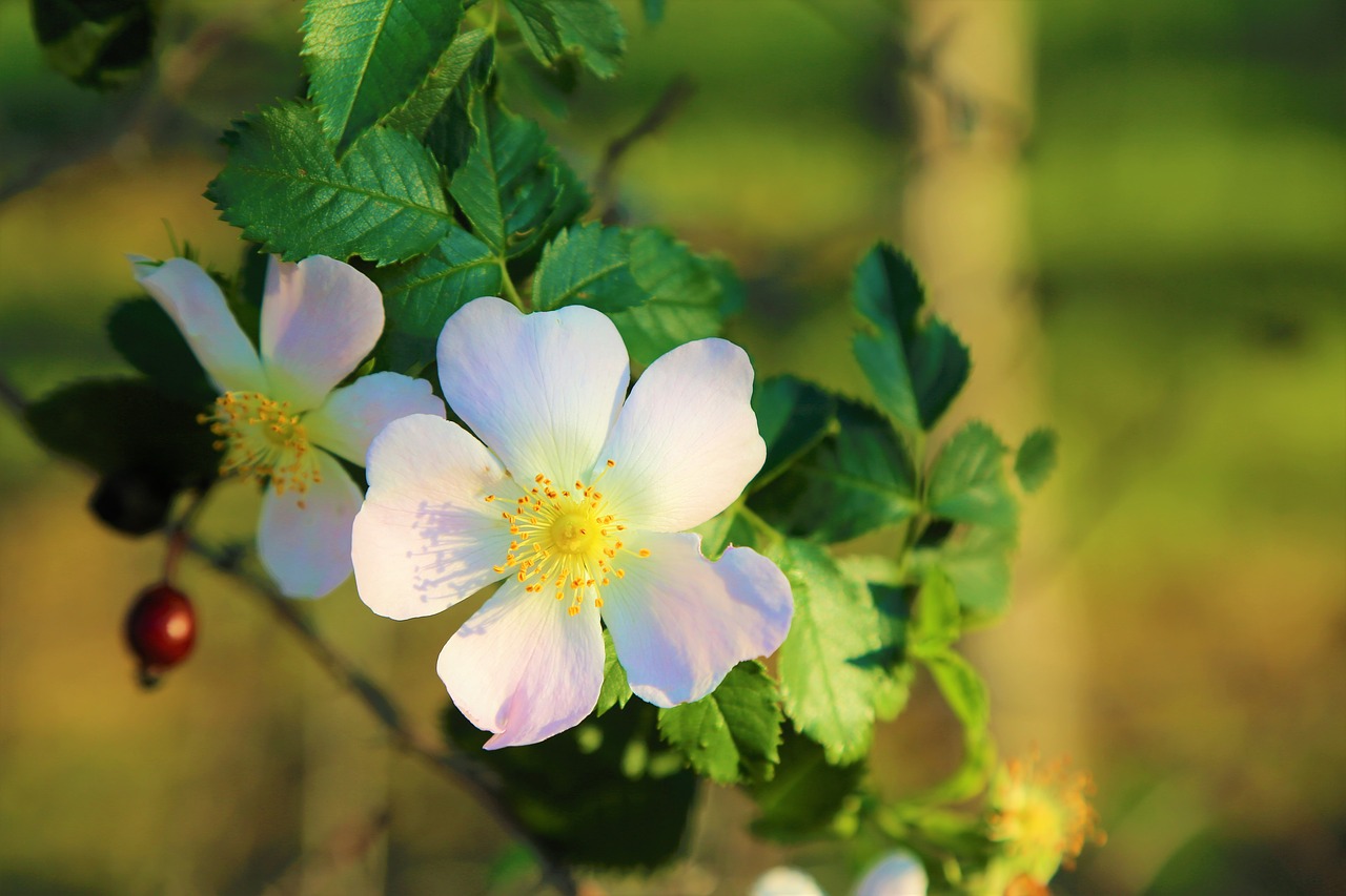 flower  nature  rosehip free photo