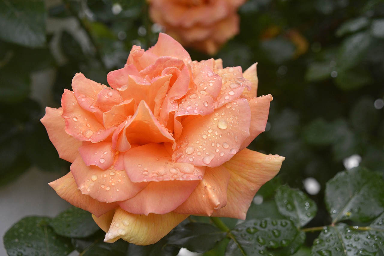 flower  pink  after the rain free photo