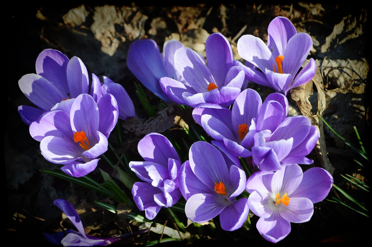 flower  crocus  violet free photo