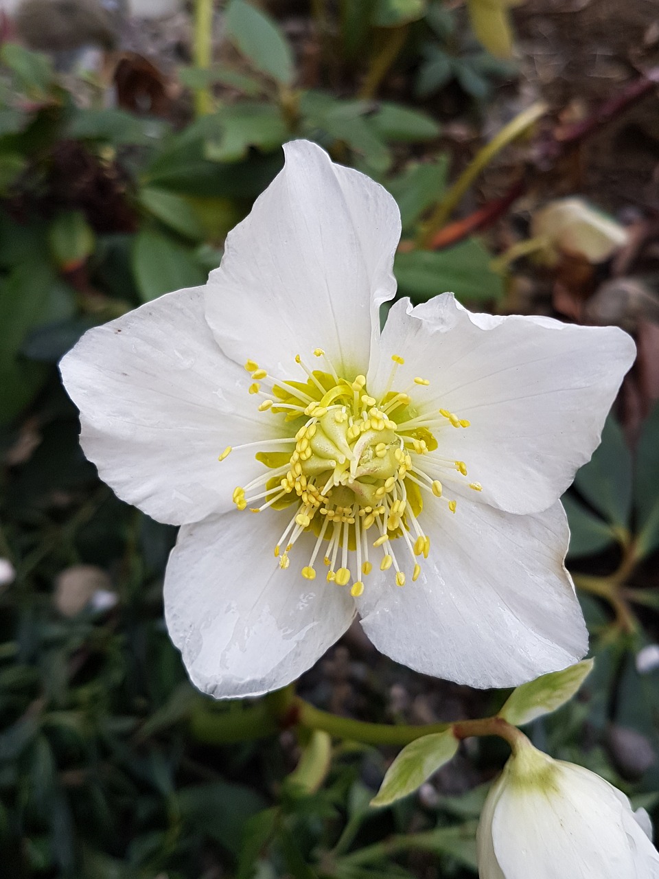 flower  white  nature free photo