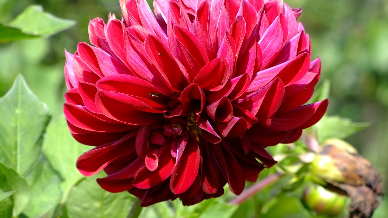 flower  dahlia  flora free photo