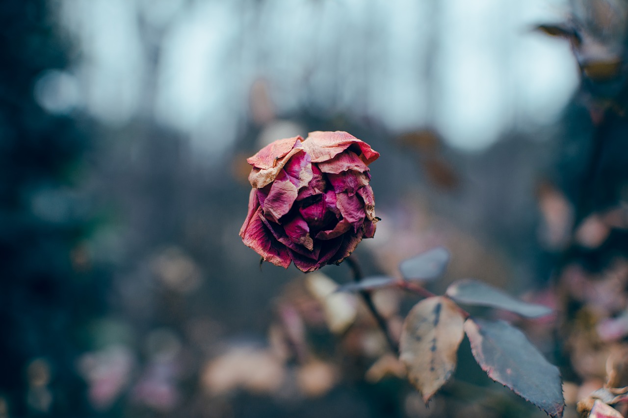 flower  dark  thorn free photo