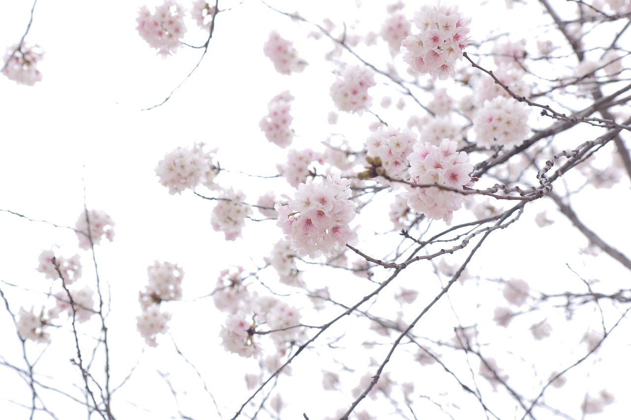 flower  cherry blossom  spring free photo