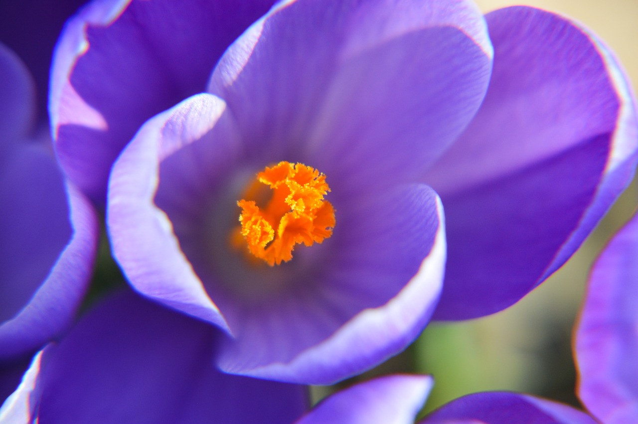 flower  crocus  spring free photo