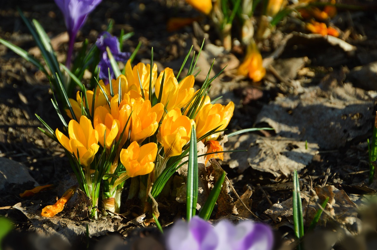 flower  crocus  spring free photo