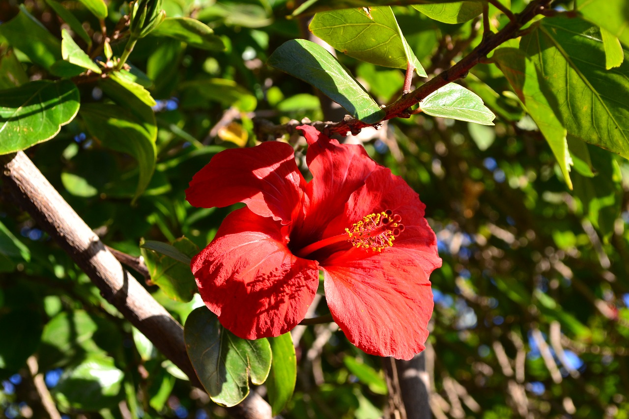 flower  red  morocco free photo