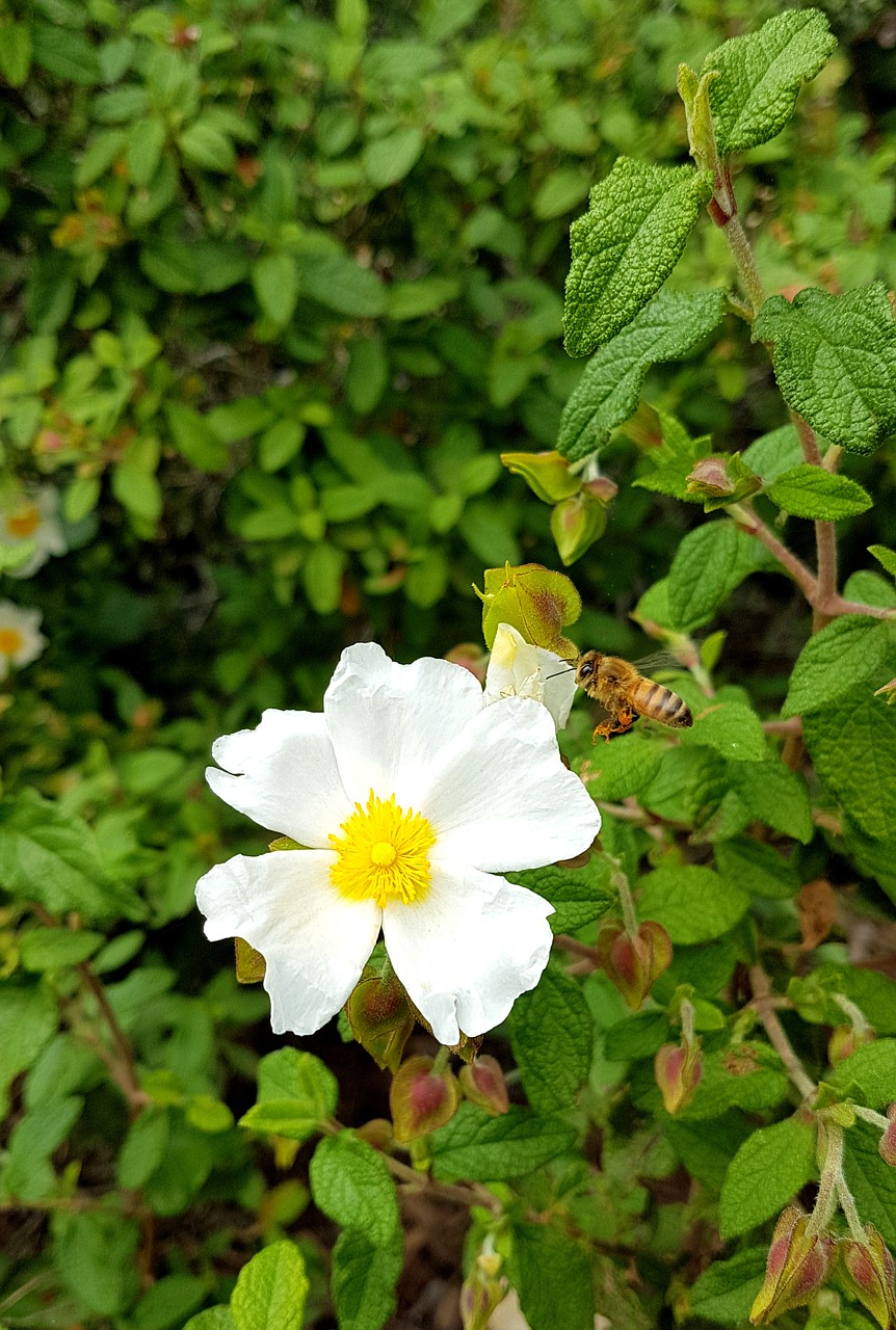 flower  white  nature free photo