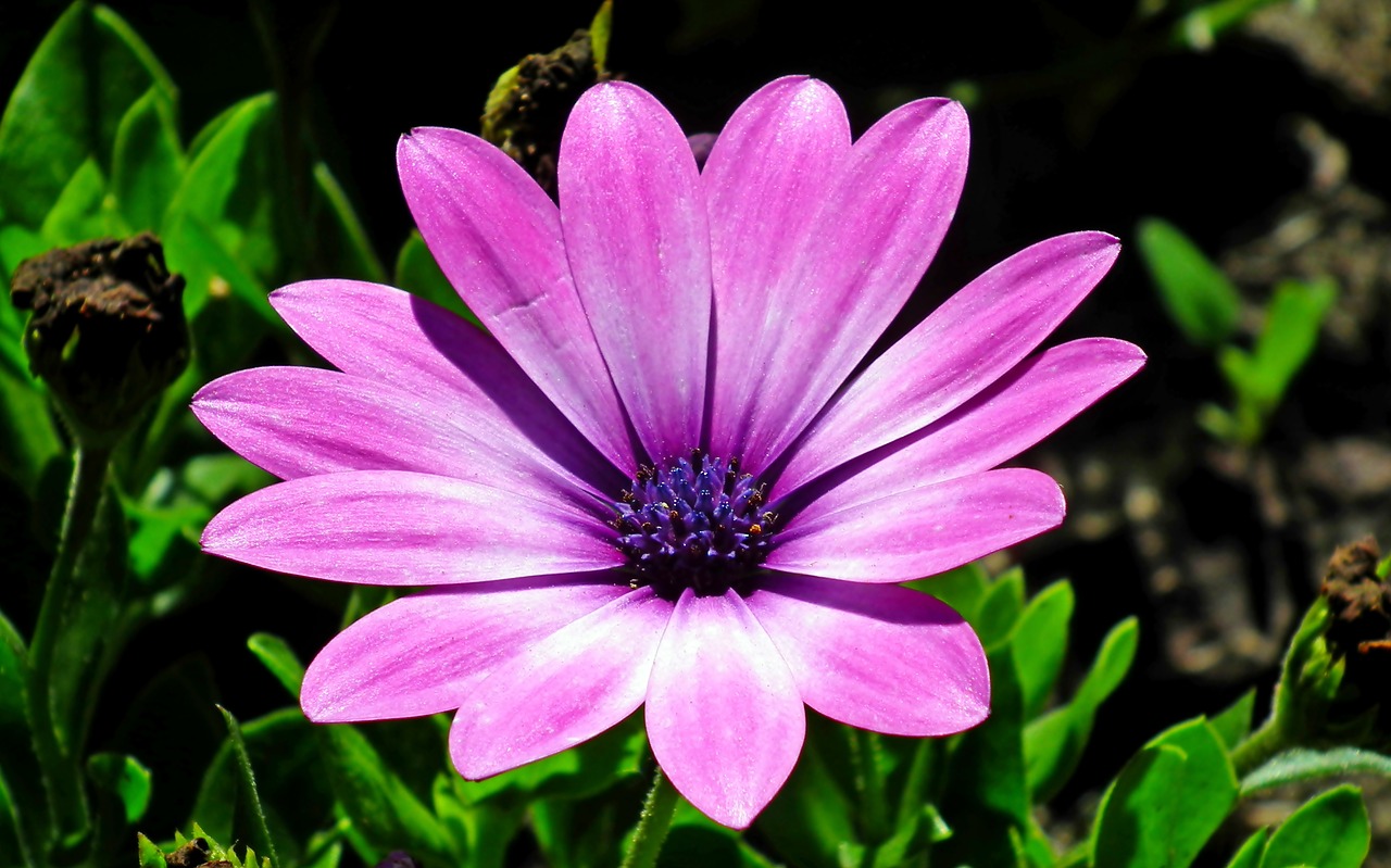 flower  violet  summer free photo