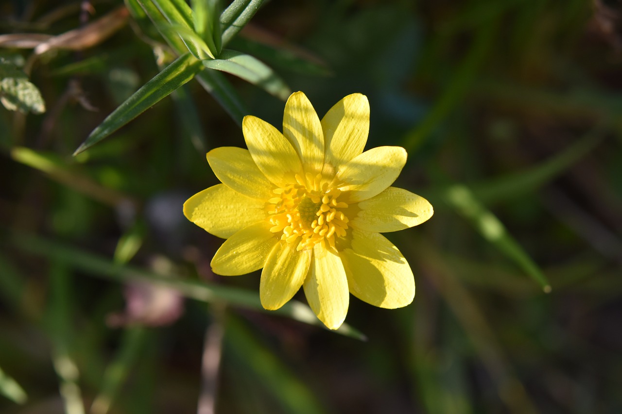 flower  yellow flower  buttercup free photo