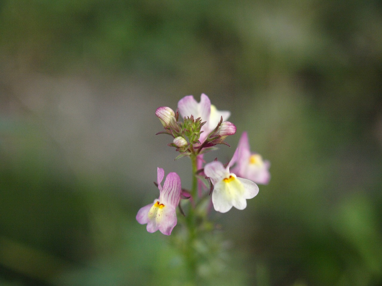 flower  blossom  bloom free photo