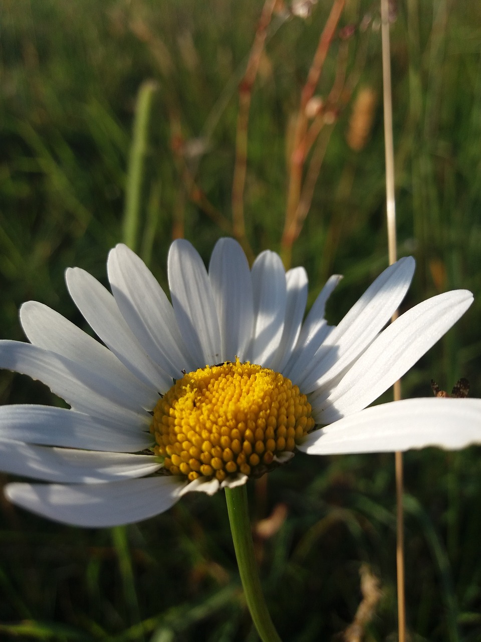 flower  marguerite  meadow free photo