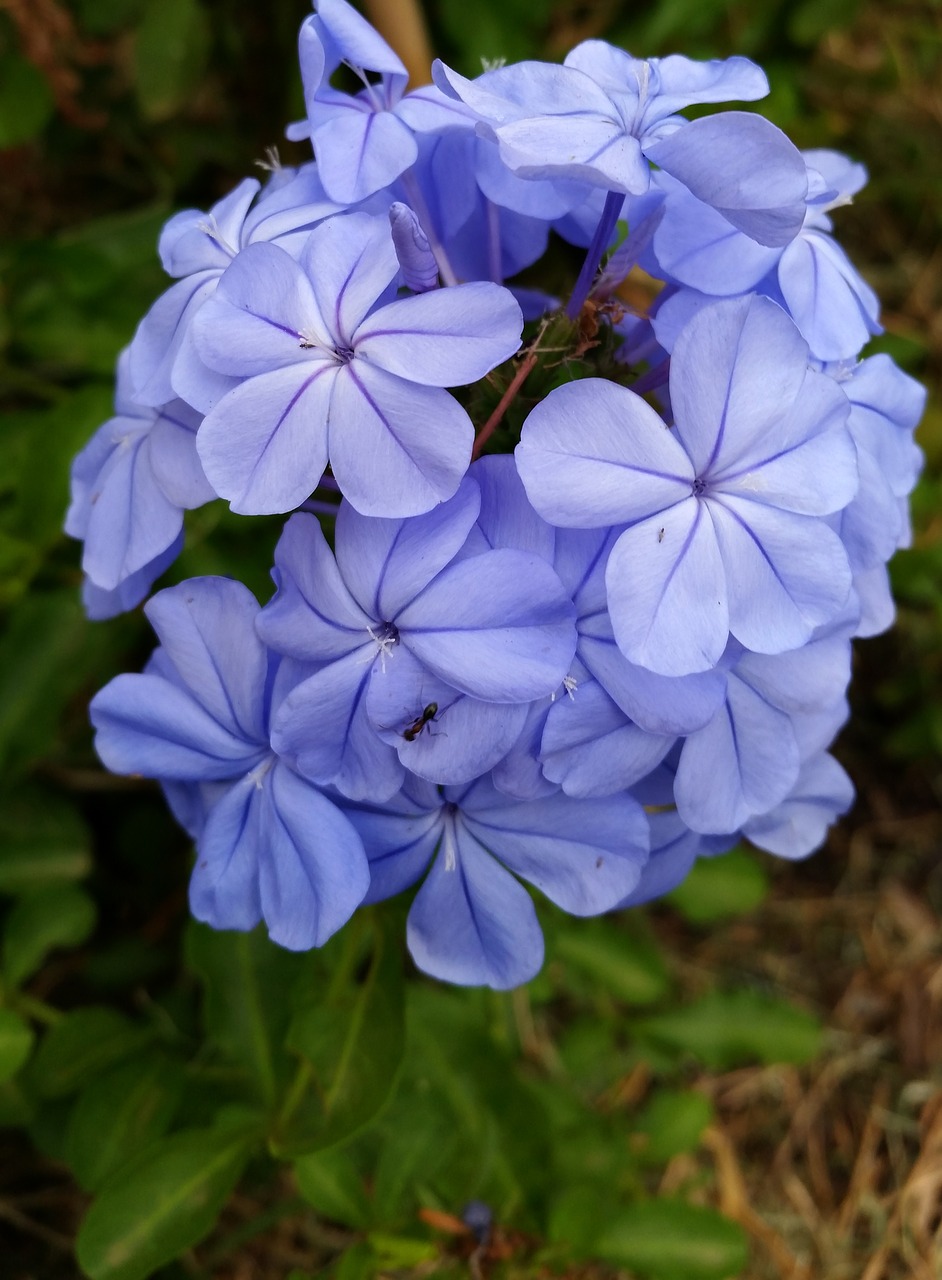 flower  blue  plumbago free photo