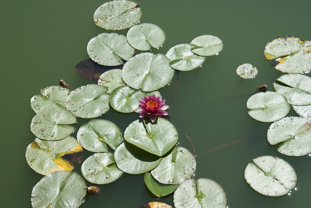 flower  water  pond free photo