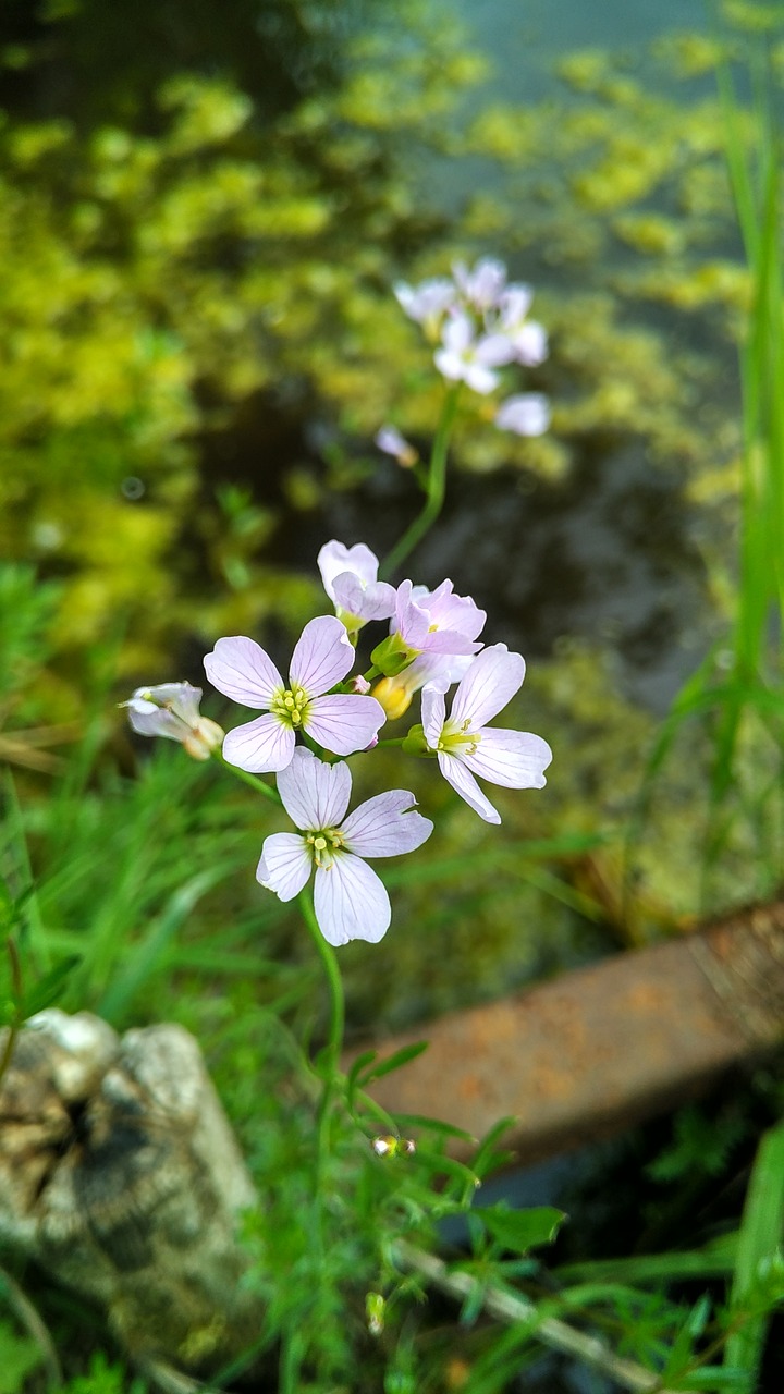 flower  plants  pond free photo