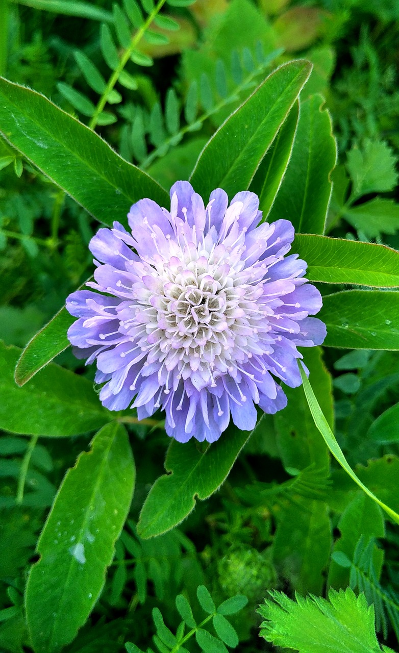 flower  foliage  plant free photo