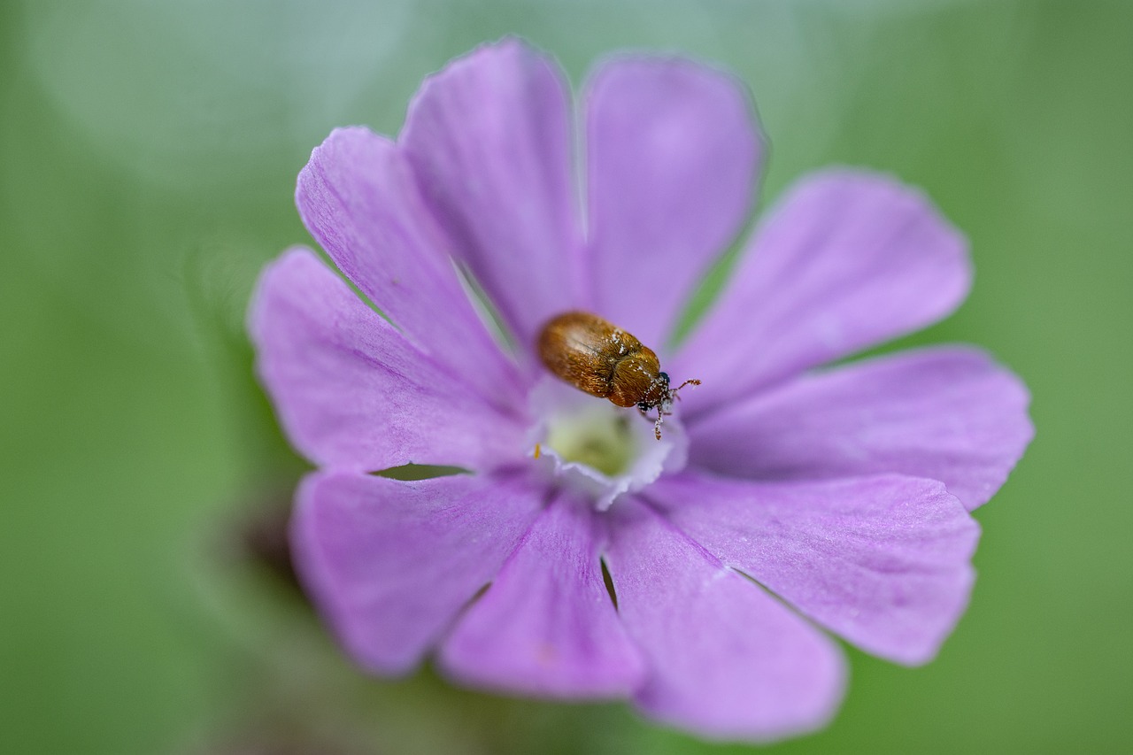 flower  beetle  purple free photo