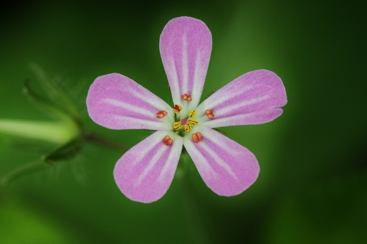 blossom bloom flower free photo