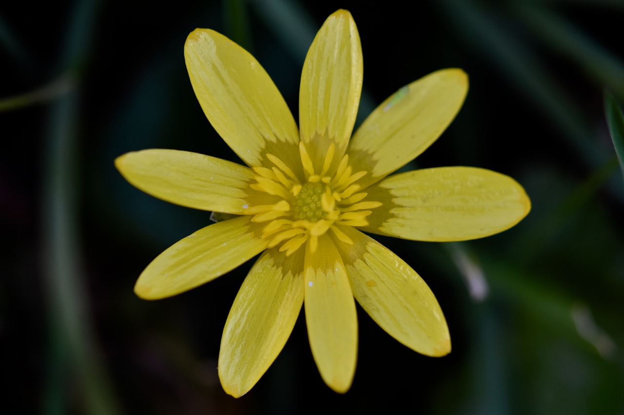 flower  petals  yellow flowers free photo