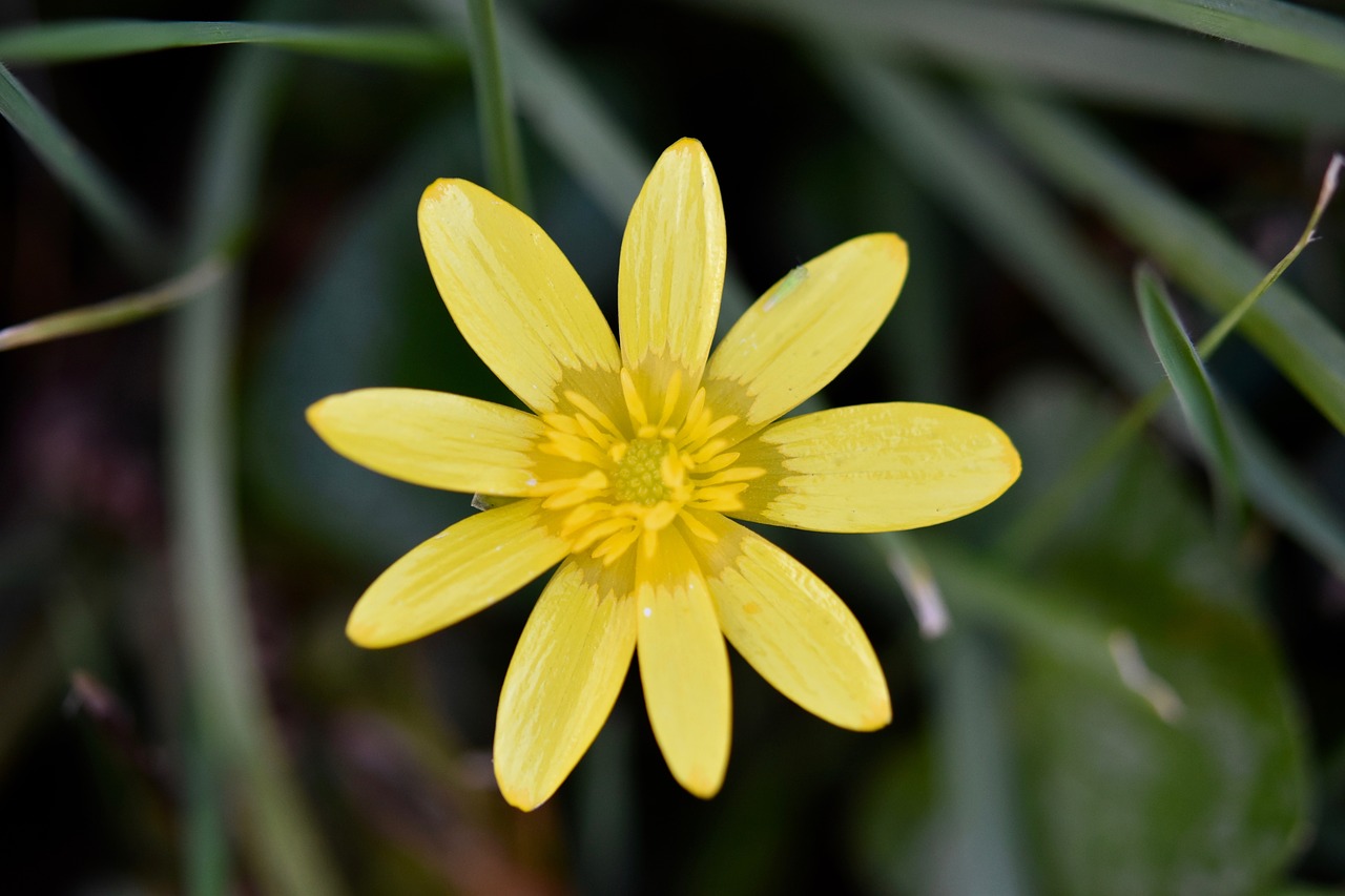 flower  petals  yellow flowers free photo