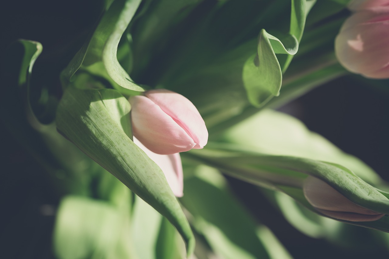 flower  tulip  pink free photo