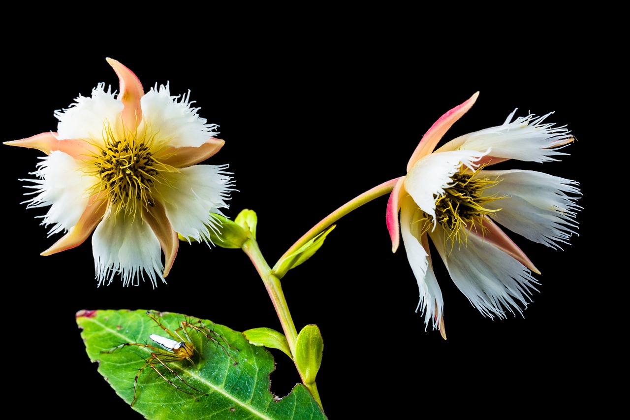 blossom bloom blossom free photo