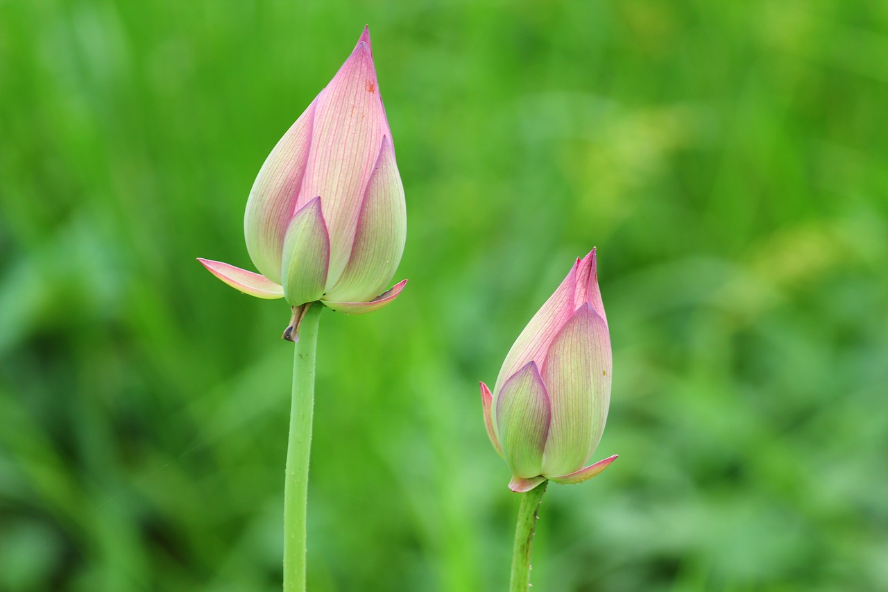 flower  lotus  pink free photo