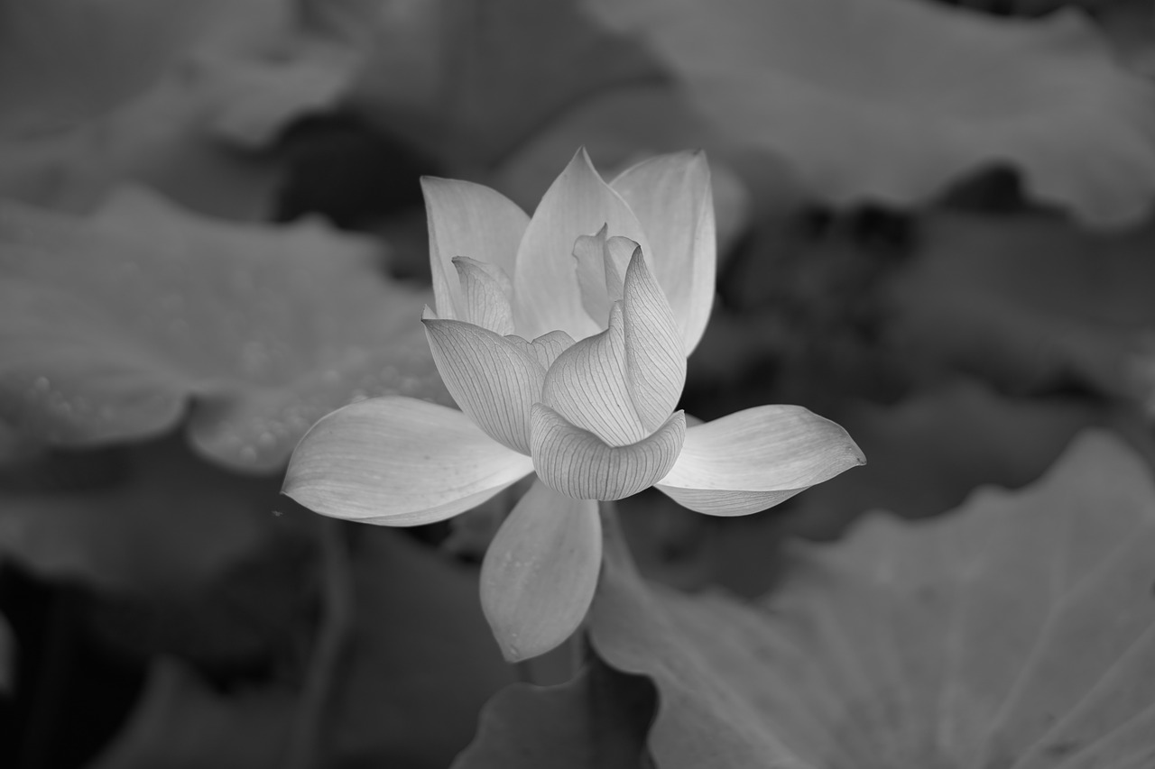 flower  lotus  black white free photo