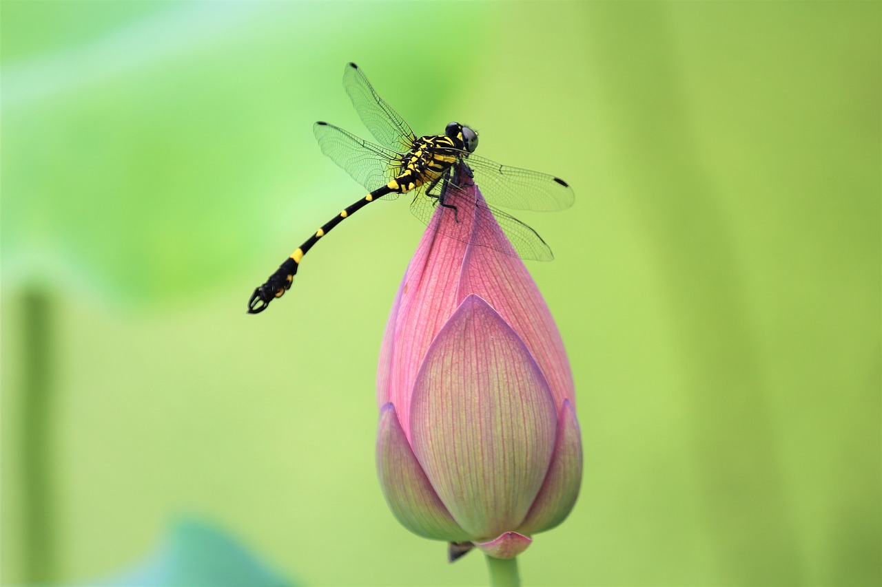 flower  lotus  dragonfly free photo