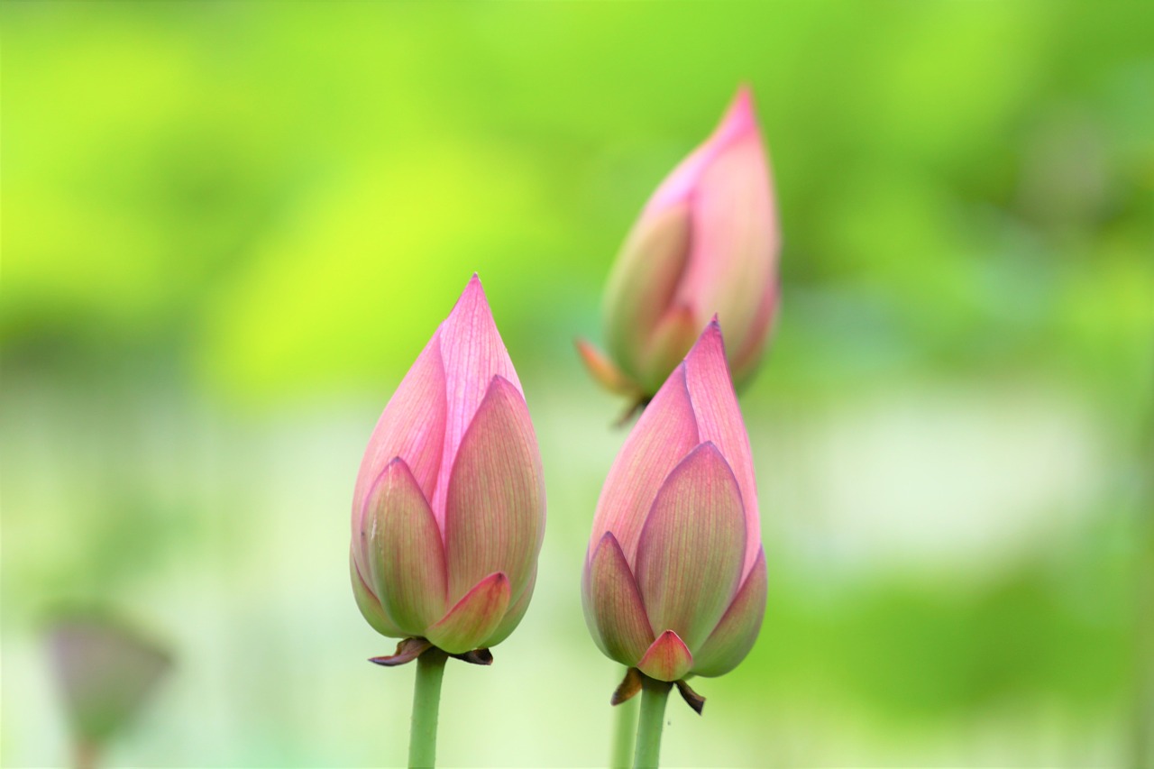 flower  lotus  green free photo