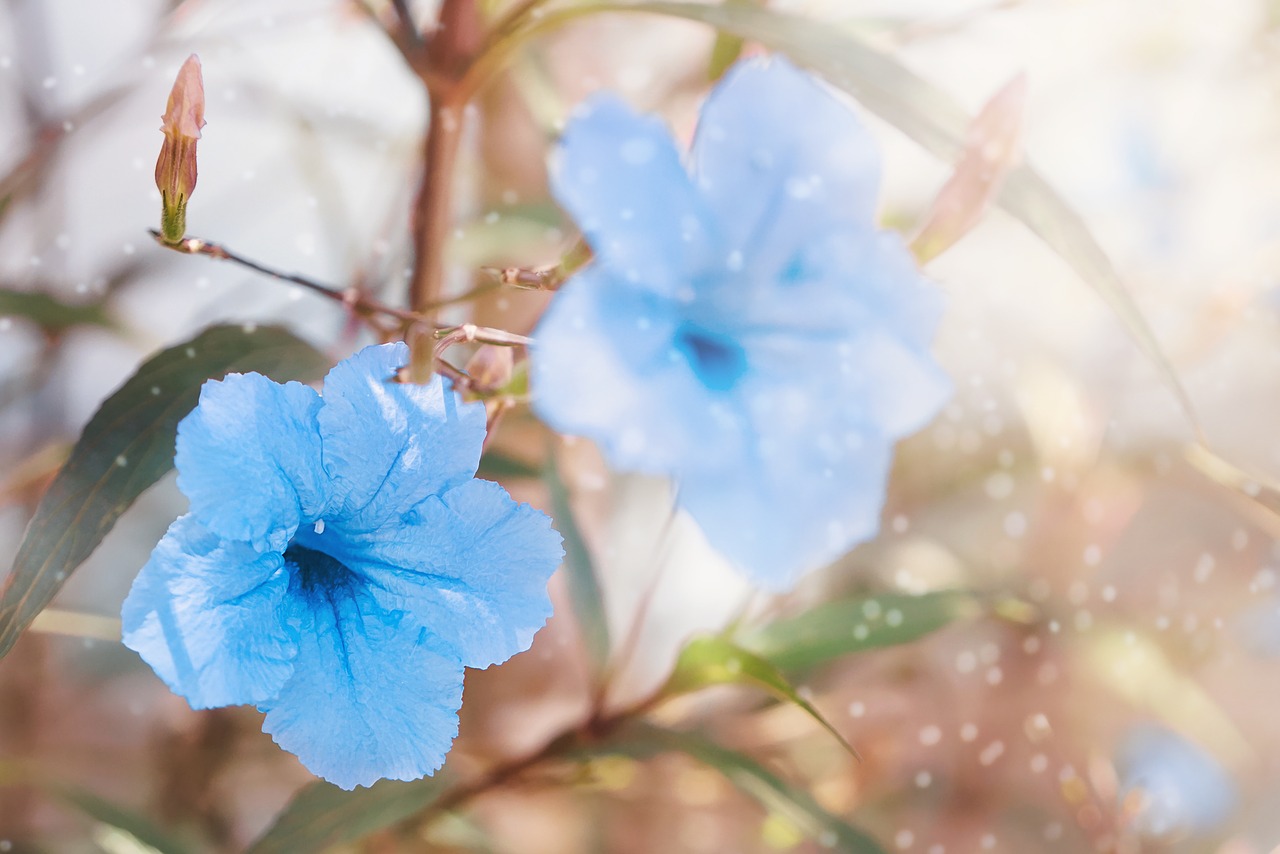 flower  flowers  blue free photo