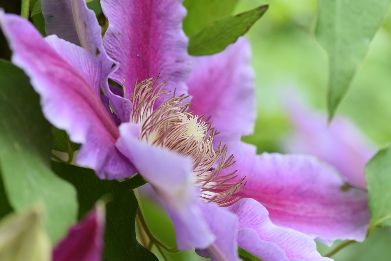 flower  clematis  garden free photo