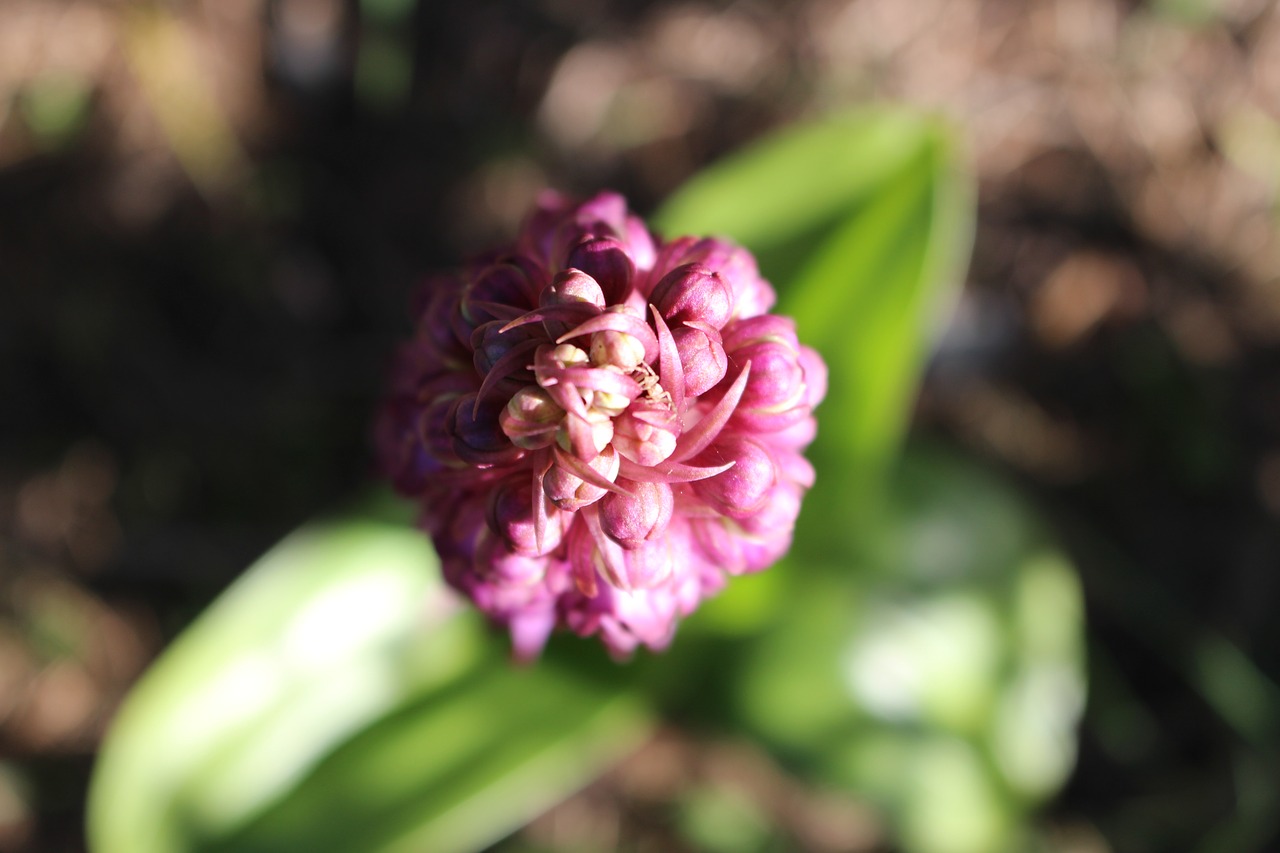 flower  pink  from the top free photo