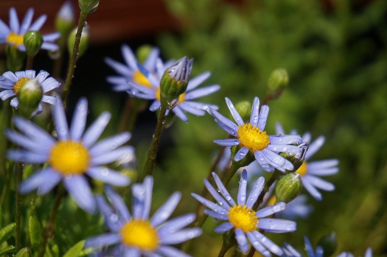 flower  summer  nature free photo