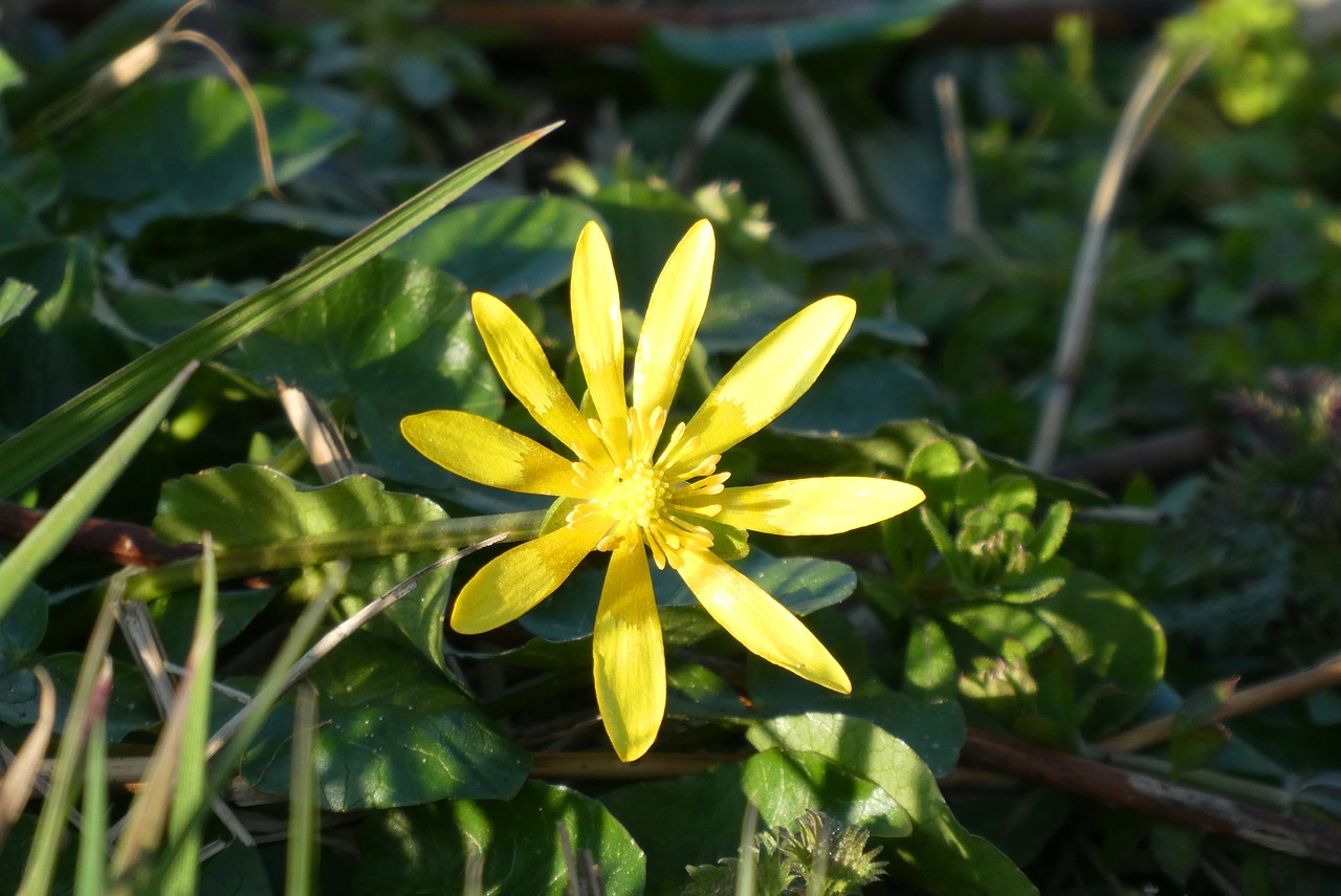 flower  weeds  spring free photo