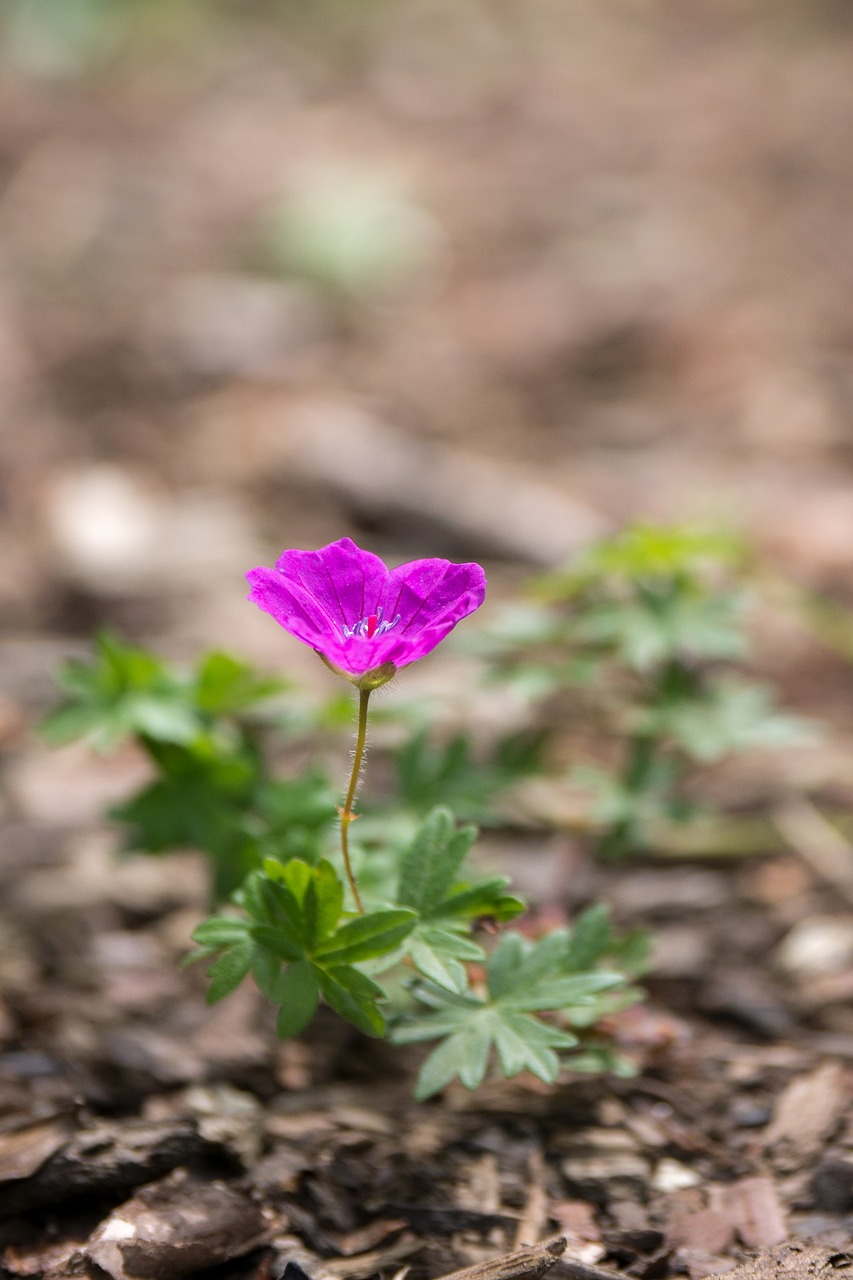 flower  cranesbill  plant free photo