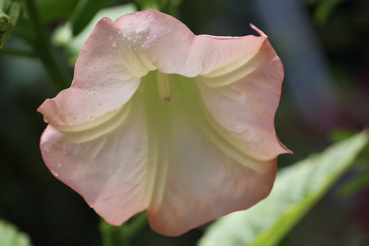 flower  petals  pink and white free photo