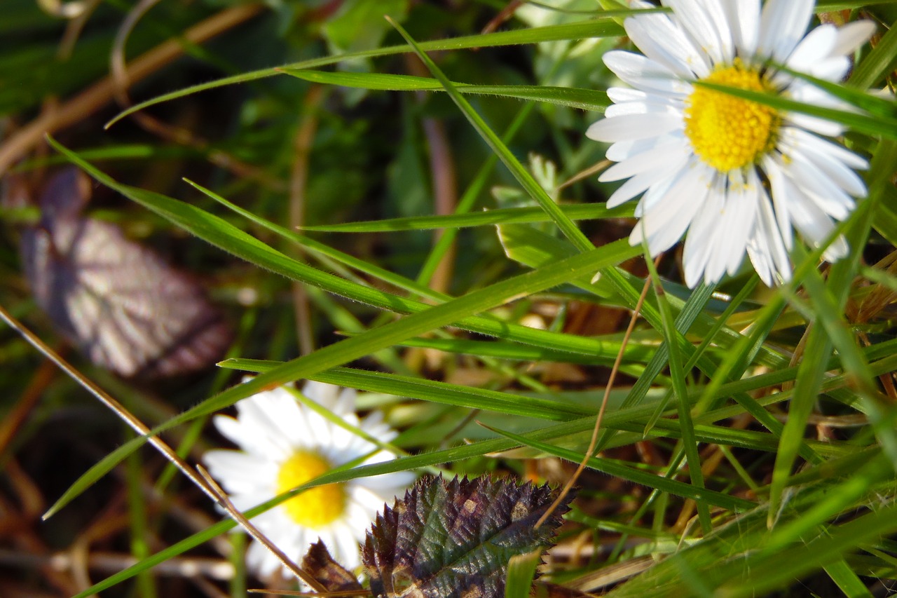 flower  white  marguerite free photo