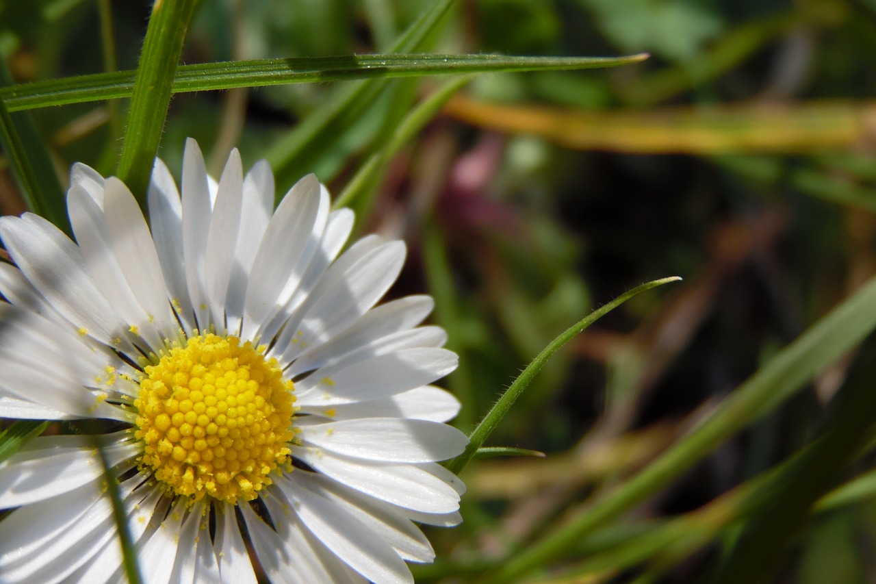 flower  white  marguerite free photo