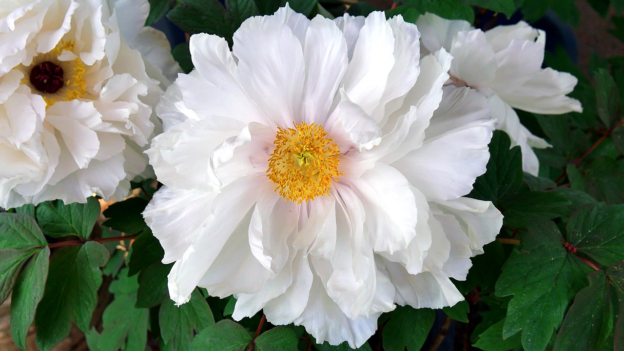 flower  peony  garden free photo