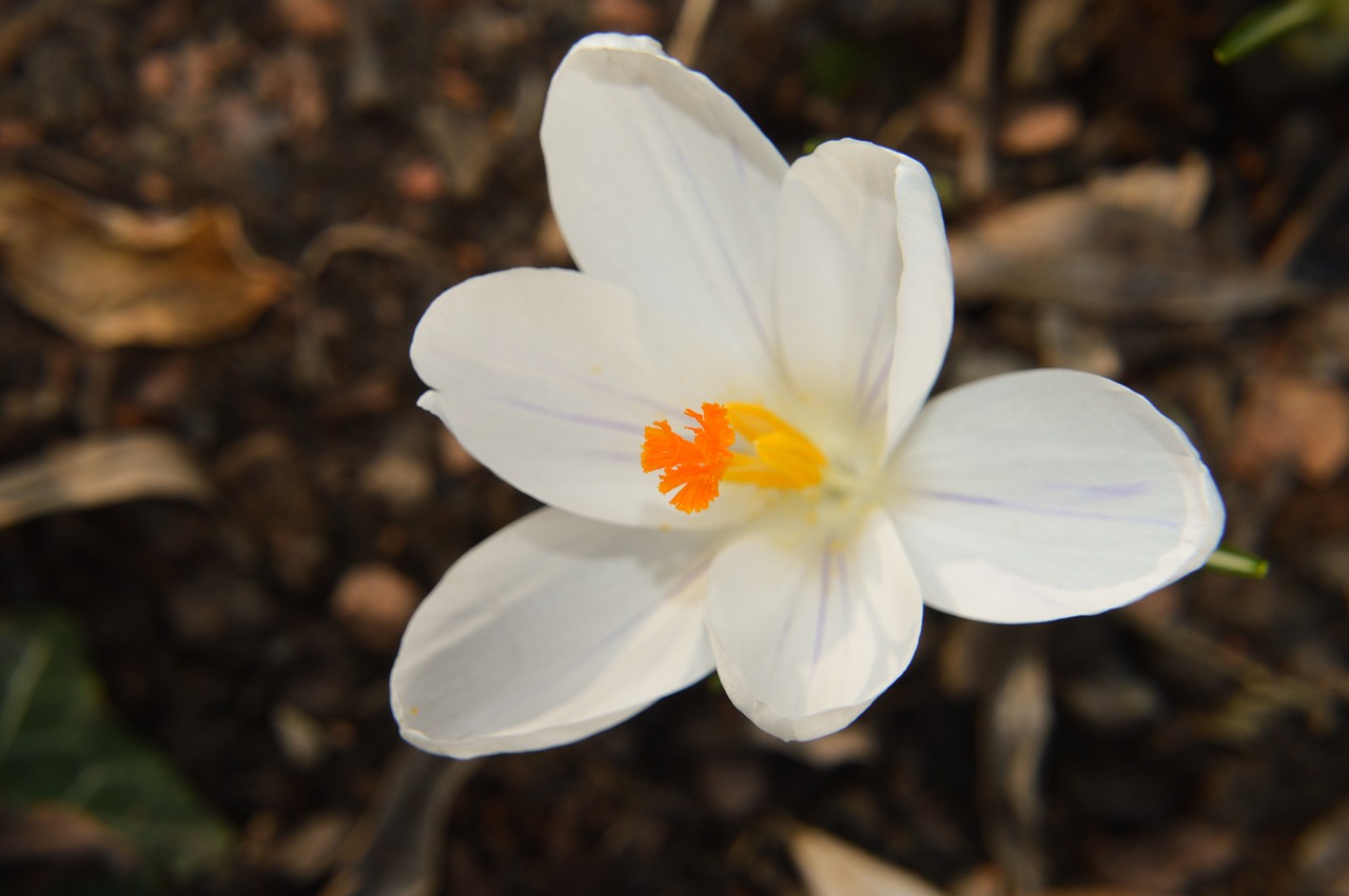 flower  crocus  petals free photo