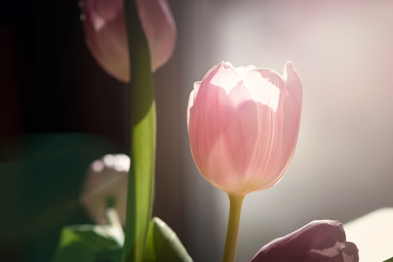 flower  tulip  pink free photo