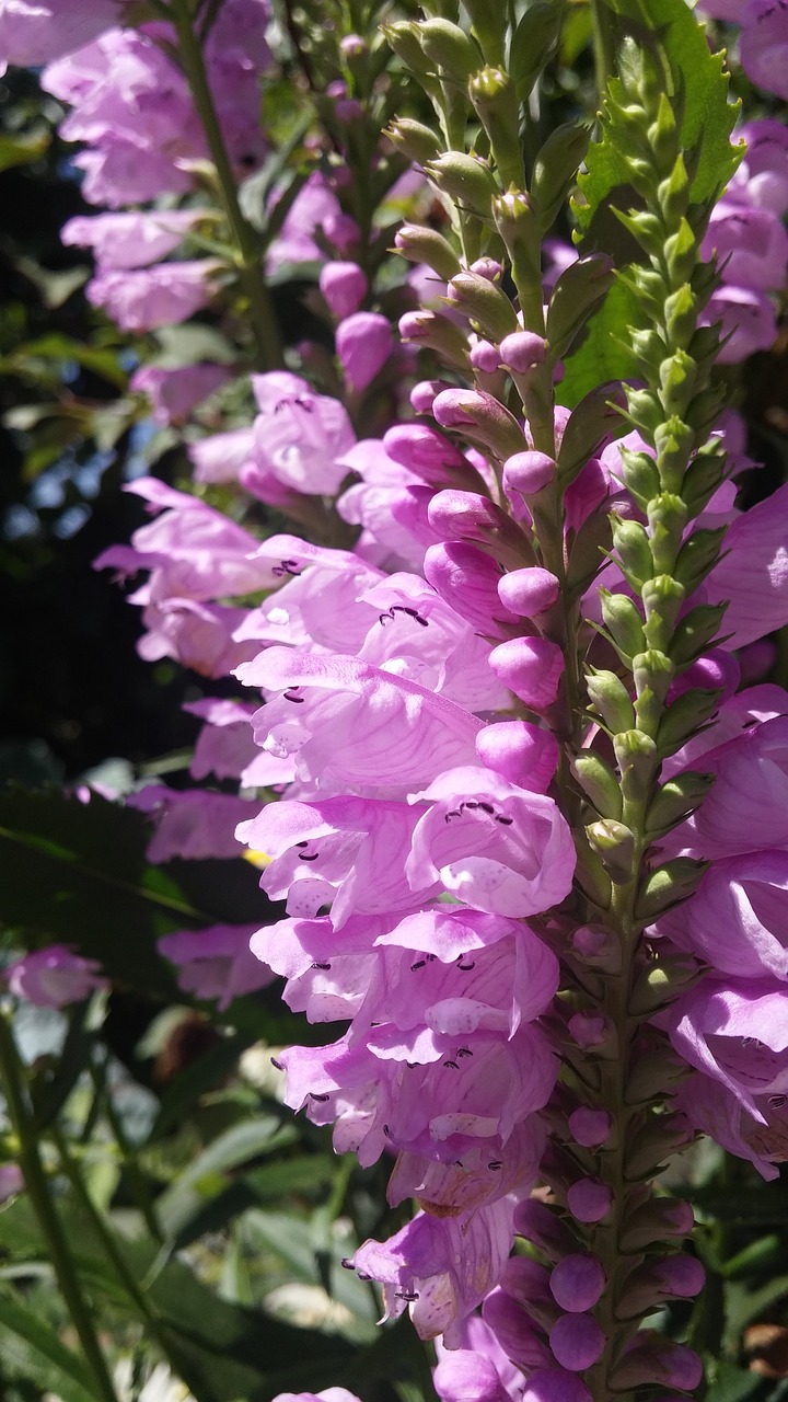 flower  plant  foxglove free photo