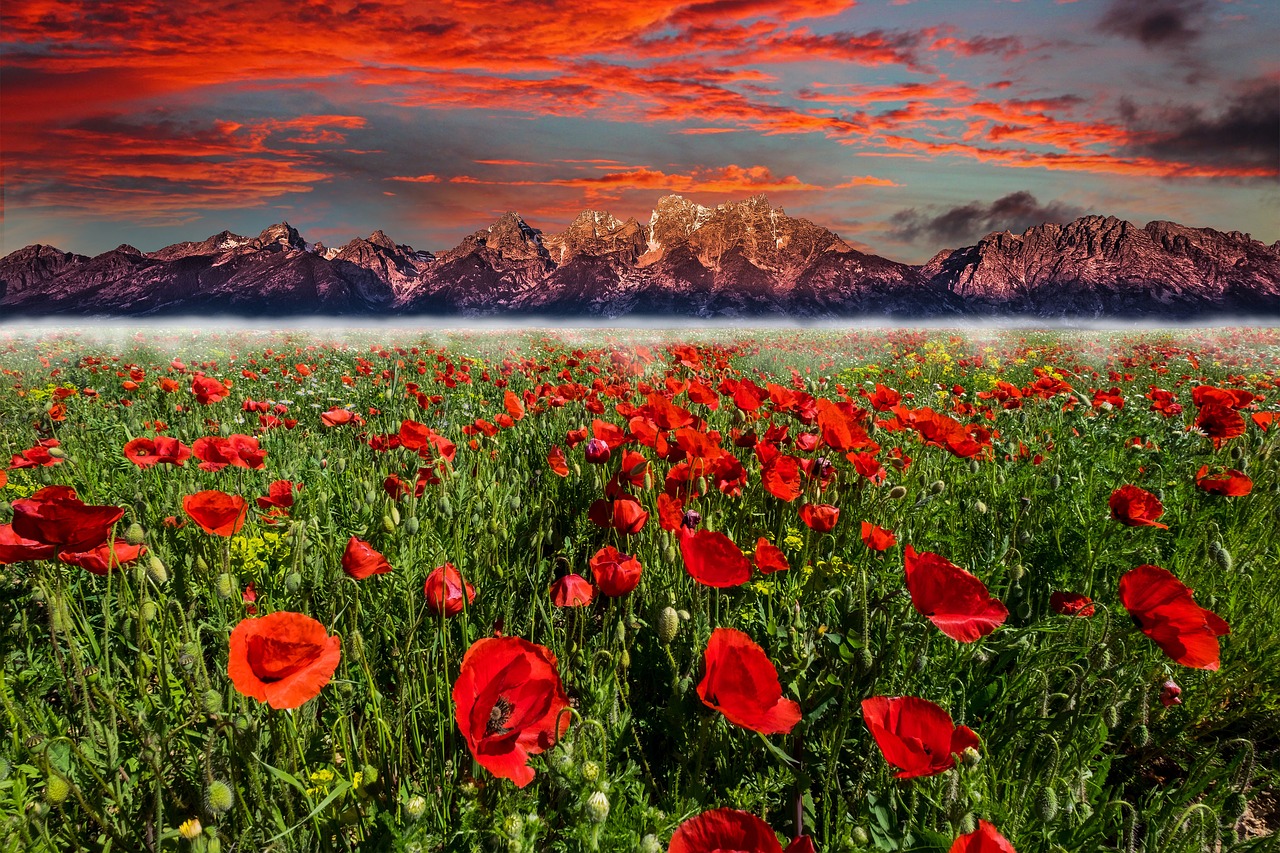 flower  mountain  sunset free photo