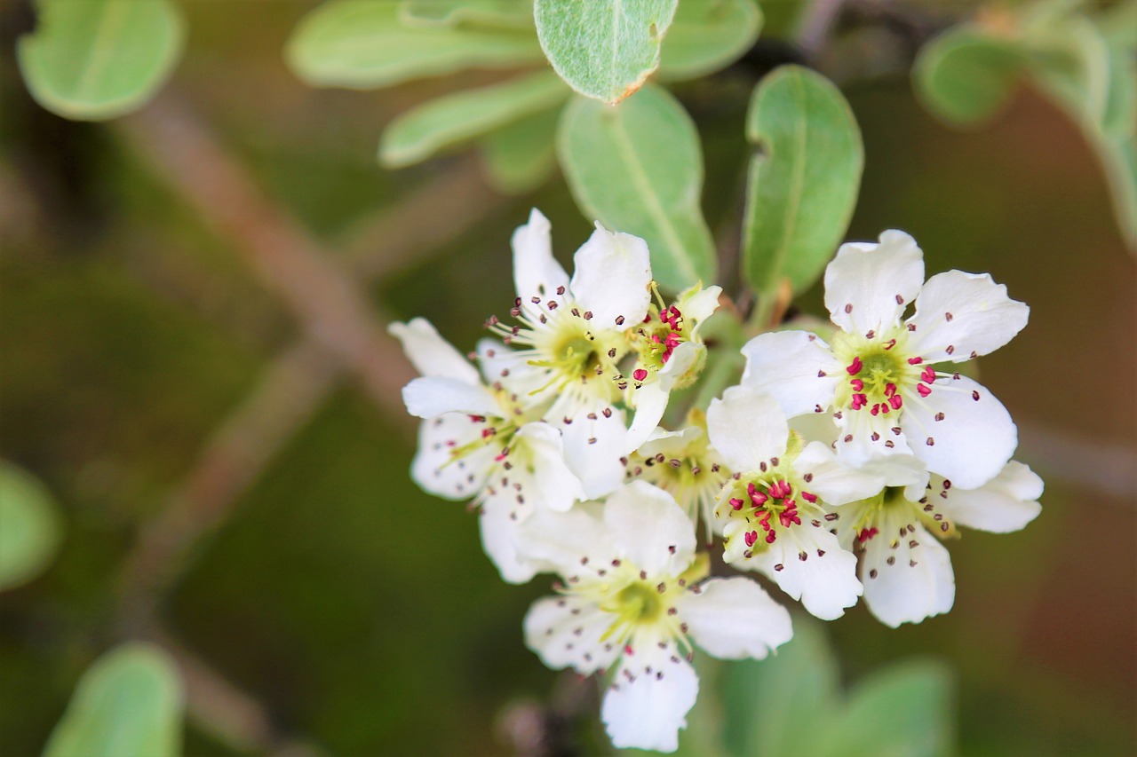 flower  spring  branch free photo