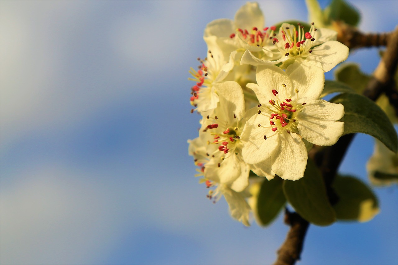 flower  spring  branch free photo