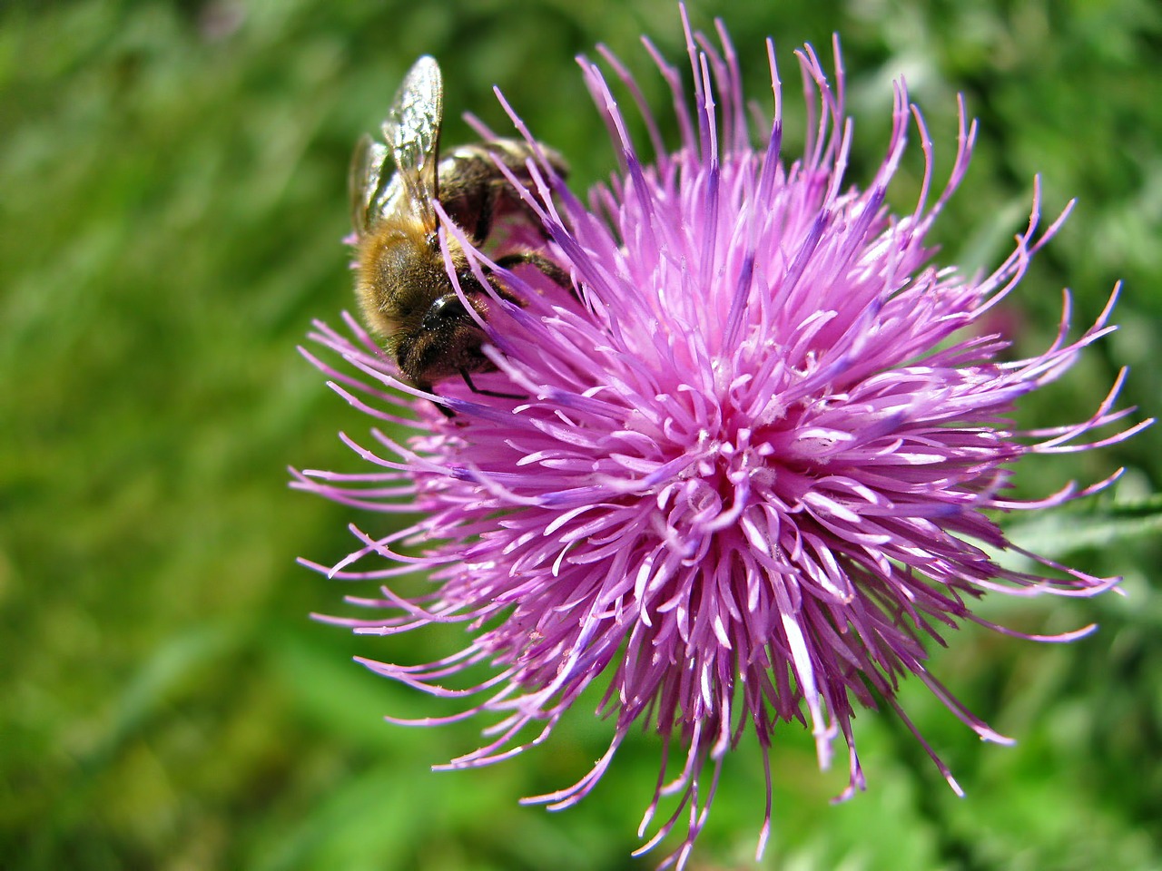 flower blossom bee free photo