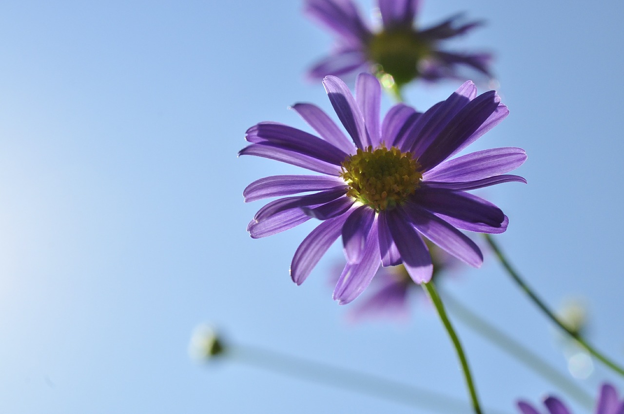 flower blossom bloom free photo